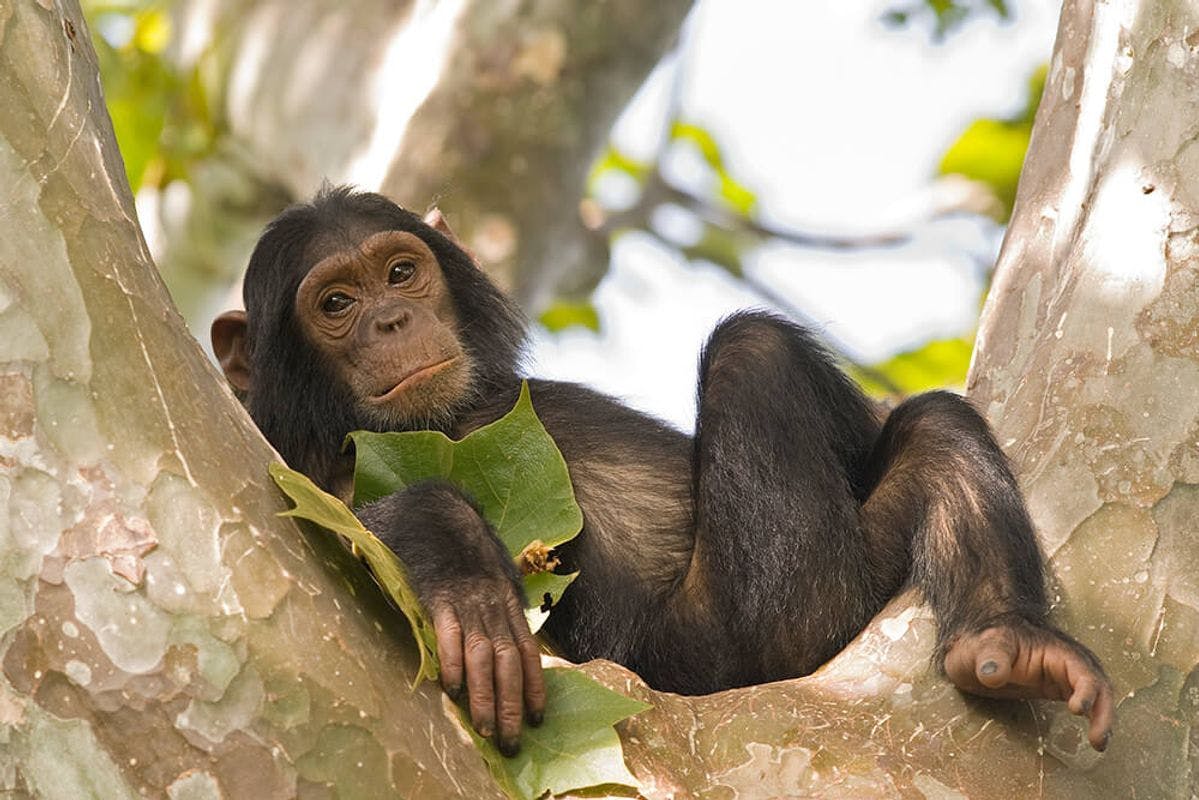 Tracing the Evolutionary History of Primates