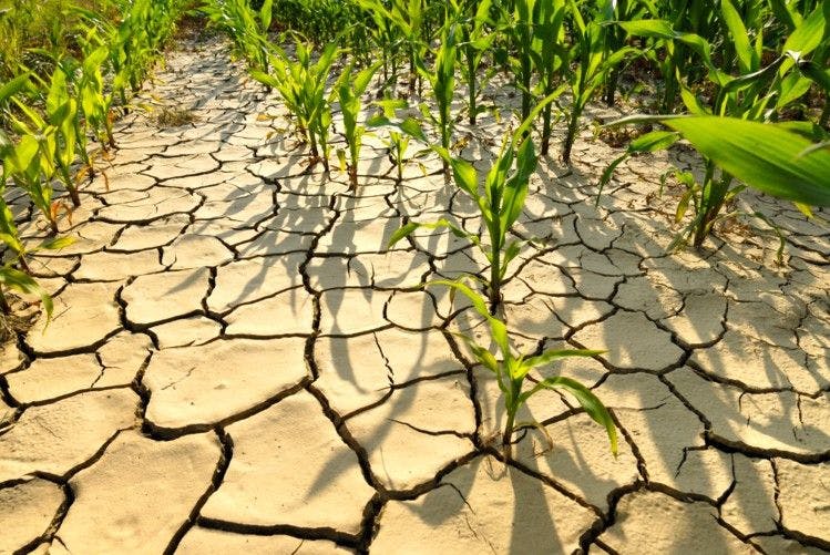 Discuss the consequences of climate change on the food security in tropical countries.(GS1-CSM2023)